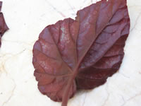 a Begonia Rex leaf used for vein cuttings