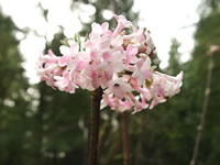 The Flowers of a Pink Snowball Tree, Viburnum bodnantense 'Pink Dawn'