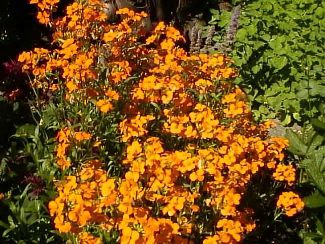  What Is A Wallflower Plant Img extra