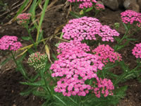 Achillea, How to grow and care for Yarrow Plants - The Garden Helper ...
