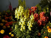 Snapdragon Flowers and Marigolds in the Garden