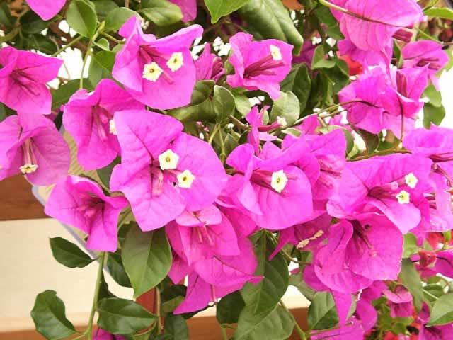 Bougainvilles, How to Grow and Care for Bougainvillea Plants - Garden ...