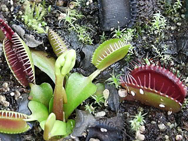 Venus Flytraps, How to Grow and Care for Venus Fly Trap Plants - Garden ...