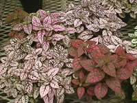 Polka Dot Plants, How to Grow and Care for Pink Polka Dots, Hypoestes ...