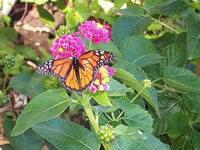 A Monarch Butterfly on a Lantana Irene plant