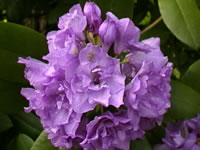 Rhododendron 'Fastuosum Flore Pleno' is one of the few Rhodydendrons with Double Flowers