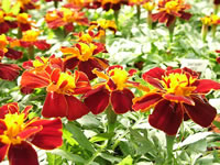 A Hybrid Marigold in Bloom, Tagates 'Safari Red'